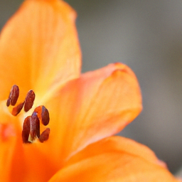 Pixel+LILIE sample for: orange petals, brown stamens, close-up, flower, blurred background