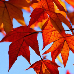 Pixel+LILIE sample for: Red and orange maple leaves hang against a clear blue sky. Their veins are visib