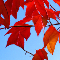 Pixel sample for: Red and orange maple leaves hang against a clear blue sky. Their veins are visib