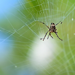 Pixel+LILIE sample for: A spider with a dark, patterned body and long legs is centered on a delicate, ra