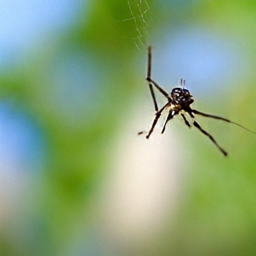 Pixel sample for: A spider with a dark, patterned body and long legs is centered on a delicate, ra
